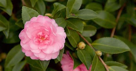 The Artistry of Fall Magic Pink Perplexion Camellia